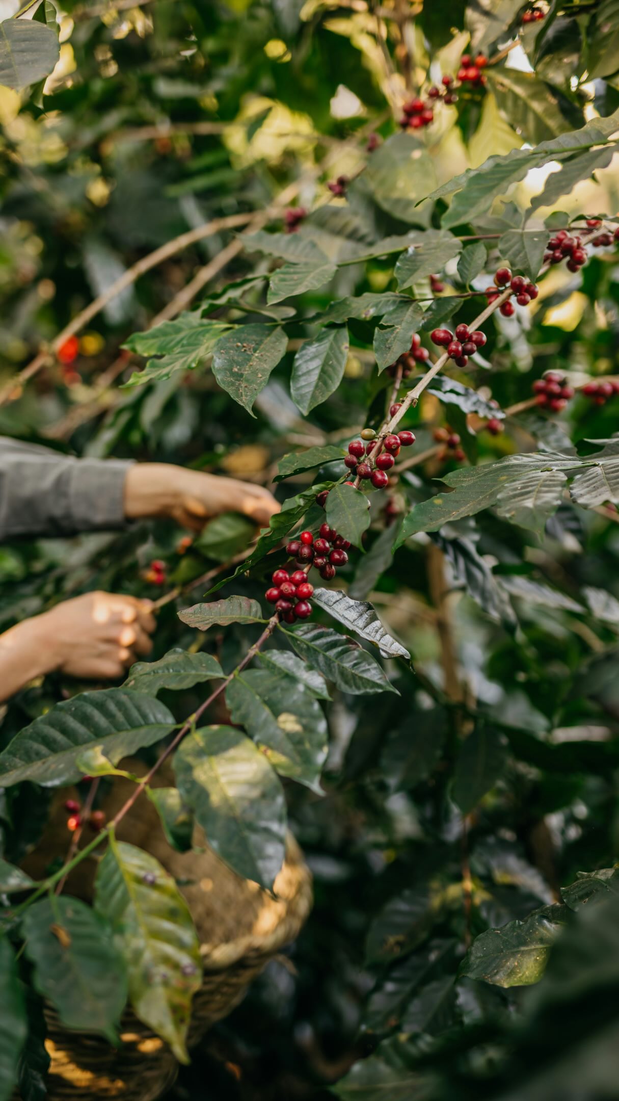 Yemen helped shape coffee&rsquo;s journey to the world. A land of breathtaking beauty, remarkable craftsmanship, and generous hospitality&mdash;our heritage, poured into every cup. ☕