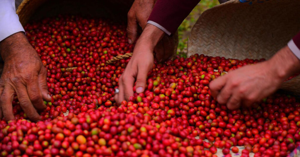 Handpicked arabica coffee beans, the heart of every perfect brew.