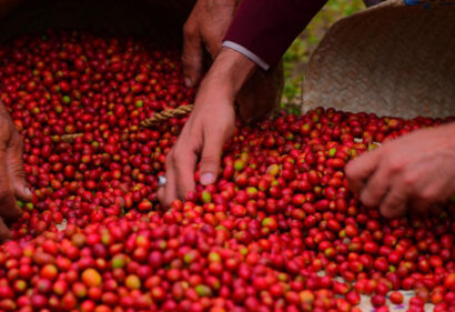 Handpicked arabica coffee beans, the heart of every perfect brew.